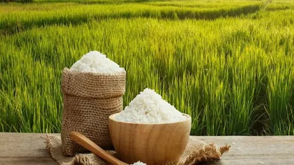 تصویر 2 از قیمت برنج طلای سفید + خرید باور نکردنی